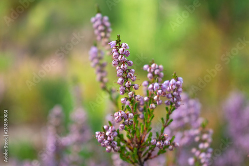 Heather flowers in the forest
