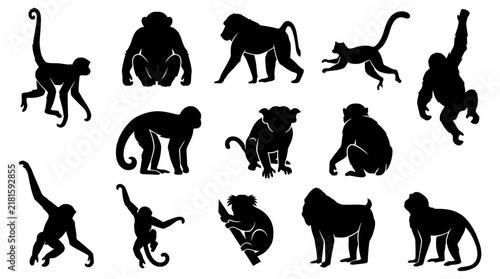 Photography Set of monkey silhouettes in various poses and actions for wildlife design proje