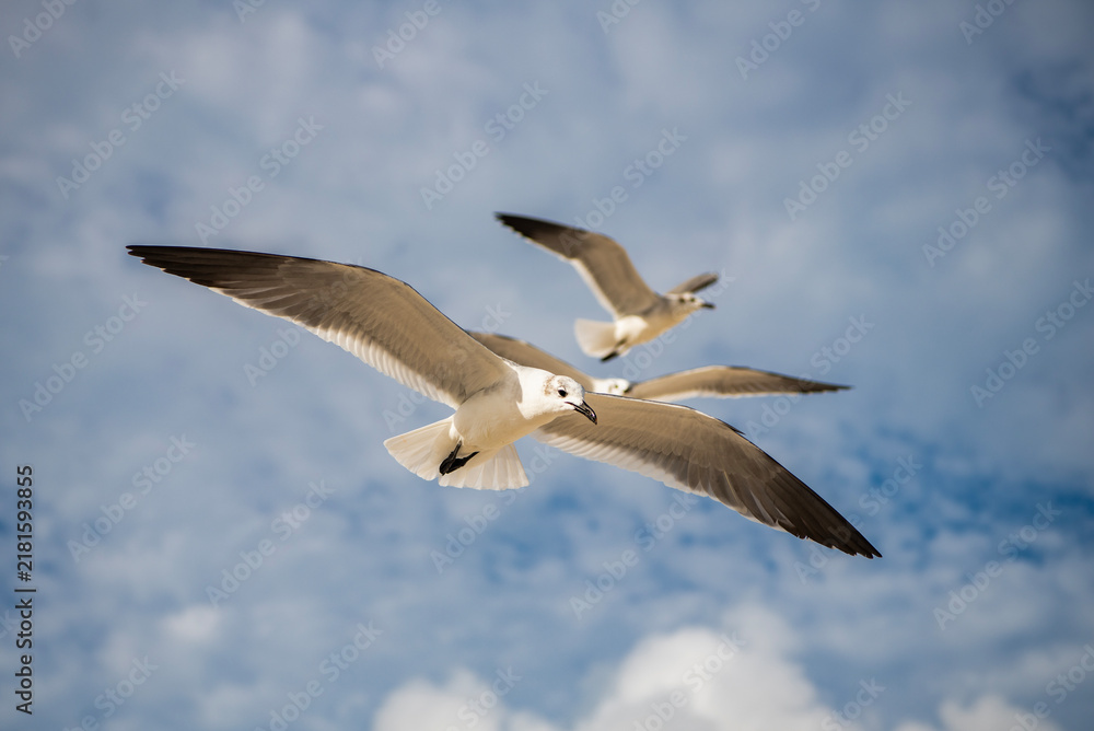 Fototapeta premium Fauna and nature. Seagull bird observing the water. Sea gull with beak and feather. Laughing Gull. Seagull sitting outdoor. Laughing seagull at the sea. Seagull near water. Sea gull bird. Gull in sky