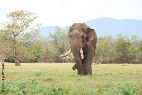 Bild auf Leinwand Wild elephants gather near dense green vegetation in their natural jungle habitat