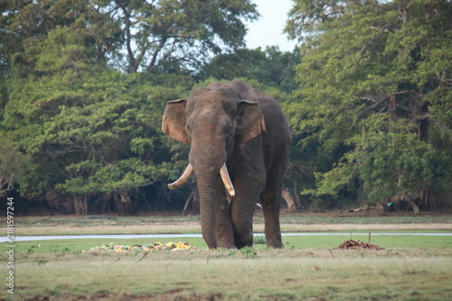 Bild auf Leinwand Wild elephants gather near dense green vegetation in their natural jungle habitat