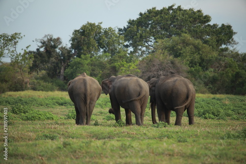 Photography Wild elephant strolling past green bushes in an open safari park.