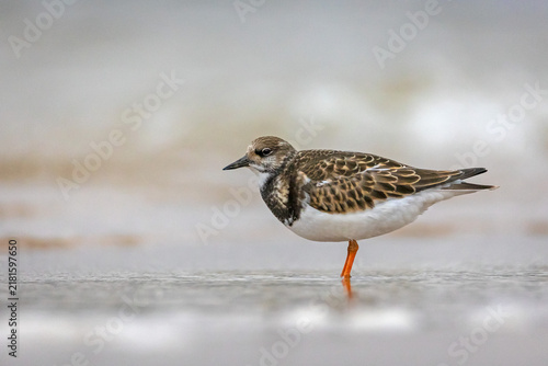 Canvas Print Ruddy turnstone (Arenaria interpres) standing on a wet seashore