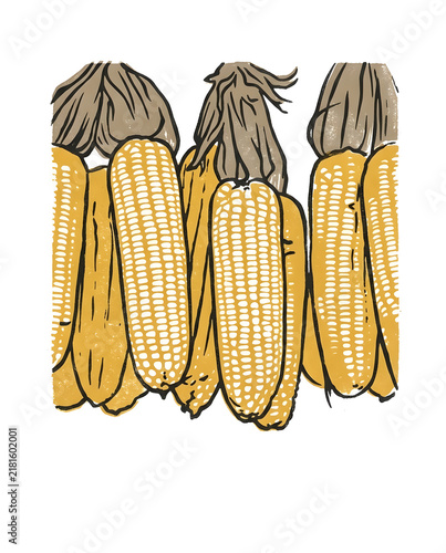Fresh autumn corn on the cob harvest illustration. High resolution illustration with natural colors.
