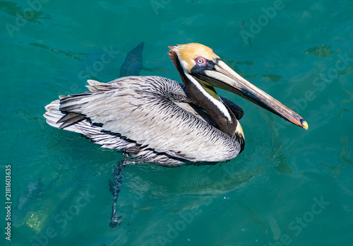 Fauna and nature. Wild pelican migration. Bird swim in formation. Birds migration. Flock of pelican bird. Migratory birds migration. Flock migrating pelican flying. Pelican swimming in sea