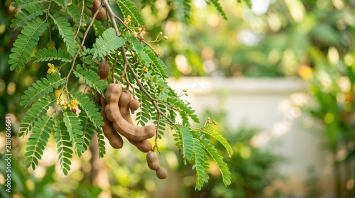 A branch of a tamarind tree displays its ripe, brown fruits against a blurred green background. The leaves are vibrant green and glossy.