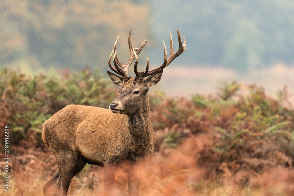 Fototapeta premium Beautiful colourful portrait of red deer Cervus Elaphus in Autumn Fall forest landscape