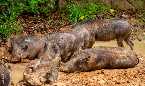 Close-up of a common warthog (Phacochoerus africanus) walking across the African savannah. A herd of wild boar in their natural habitat. A showcase of African wildlife, safari, and biodiversity.