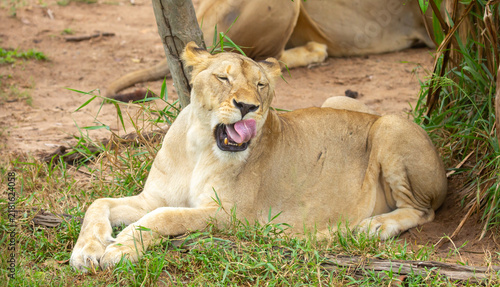 Photography A close-up of a lioness against a backdrop of green grass
