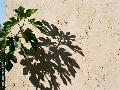 Fresh green fig leaves casting intricate shadow patterns on a textured beige wall in sunlight