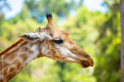 Canvas Print A close-up of a giraffe against a green backdrop