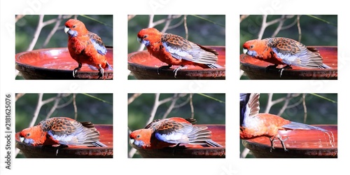 Foto Crimson Rosella preparing for flight - series of six images