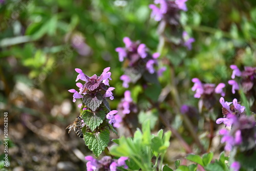 purple flowers in the garden