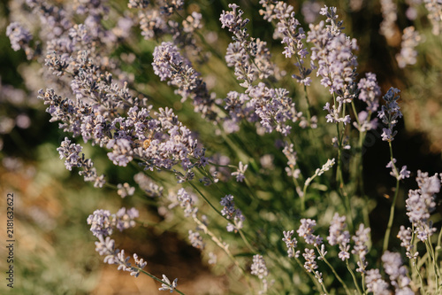 Foto Delicate lavender blossoms swaying in warm sunlight with soft blurred garden bac
