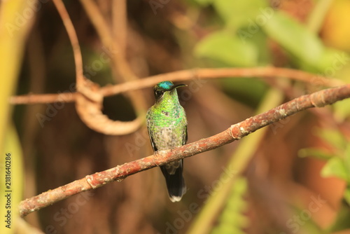 Fotografie The long-tailed sylph (Aglaiocercus kingii mocoa) is a species of hummingbird in the coquettes, tribe Lesbiini of subfamily Lesbiinae