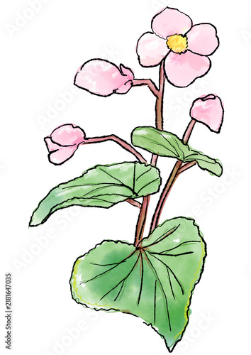 咲き誇るシュウカイドウの花の手描きの線画と水彩イラスト(透過PNG)