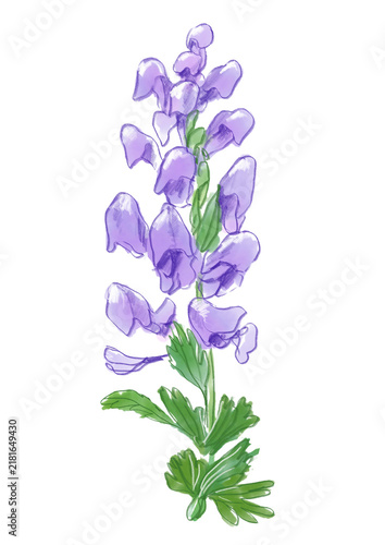 咲き誇るトリカブトの花の手描きの水彩イラスト(透過PNG)