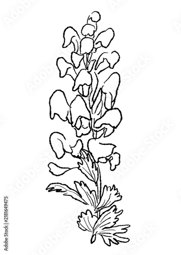 咲き誇るトリカブトの花の手描きの線画イラスト(透過PNG)