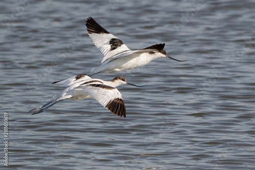Cuadro en lienzo Pair of pied avocet (Recurvirostra avosetta) in flight.