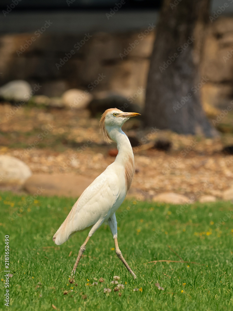 Obraz premium egret walking on lawn