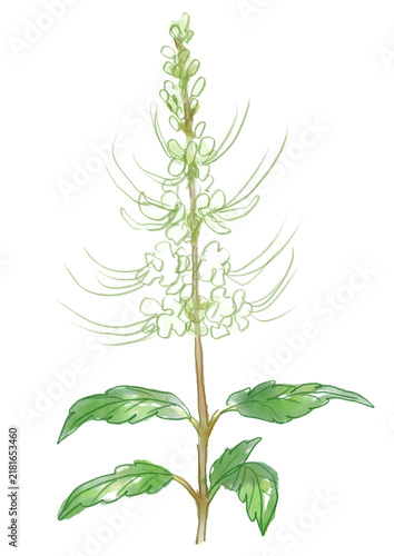 咲き誇るネコノヒゲの花の手描きの水彩イラスト(透過PNG)