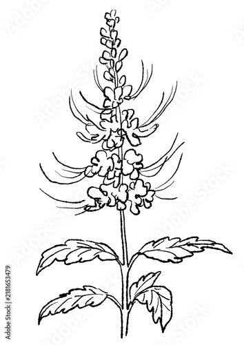 咲き誇るネコノヒゲの花の手描きの線画イラスト(透過PNG)