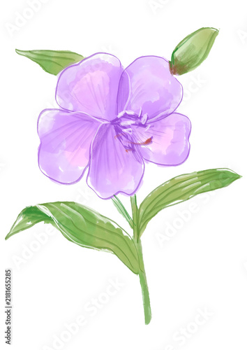 咲き誇るノボタンの花の手描きの水彩イラスト(透過PNG)
