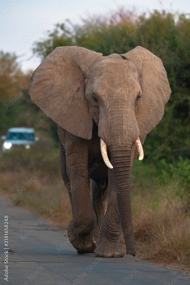 Fototapeta premium African elephant walking on a road during a safari in Kruger National Park.