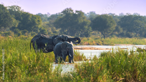 Two elephants wading in a river at Kruger National Park, South Africa.