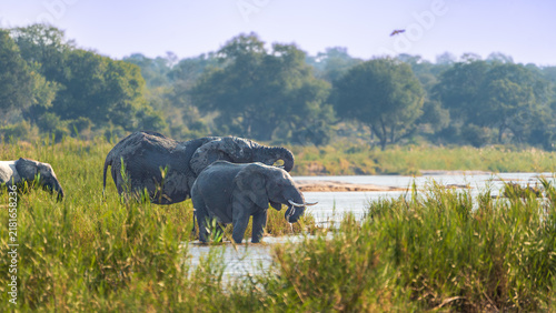 ​Group of three African elephants wading in a river at Kruger National Park.