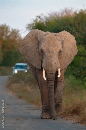 African elephant walking on an asphalt road in Kruger National Park.