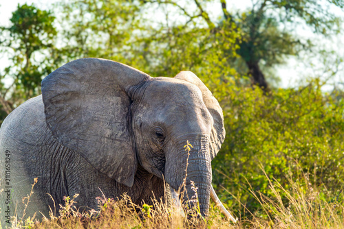 Close-up portrait of an African elephant in Kruger National Park.