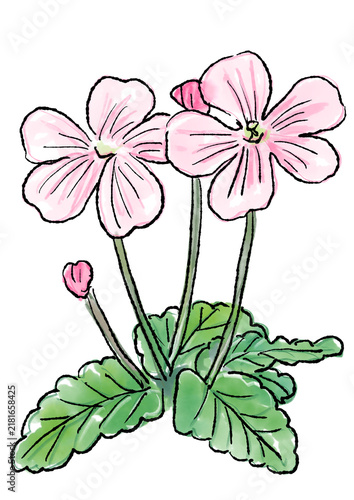 咲き誇るフウロソウの花の手描きの線画と水彩イラスト(透過PNG) 