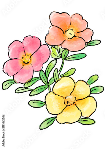 咲き誇るポーチュラカの花の手描きの線画と水彩イラスト(透過PNG)