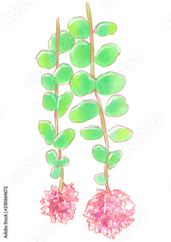 咲き誇るミセバヤの花の手描きの水彩イラスト(透過PNG)