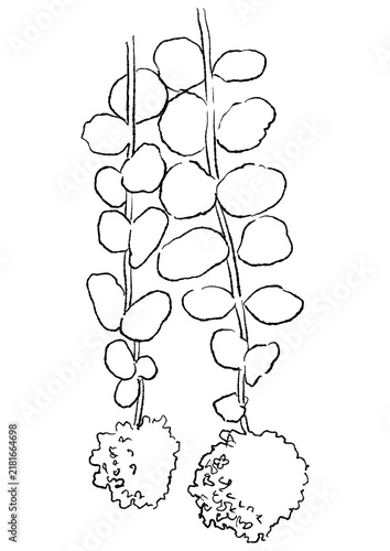 咲き誇るミセバヤの花の手描きの線画イラスト(透過PNG)