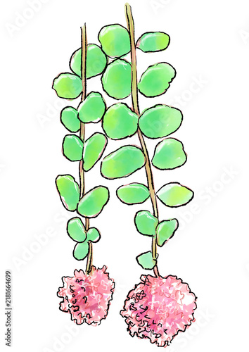 咲き誇るミセバヤの花の手描きの線画と水彩イラスト(透過PNG)