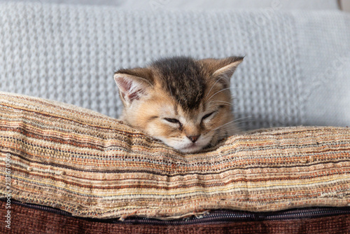 Quadro su tela Sleeping Kitten Resting on a Cozy Striped Blanket in a Calm Indoor Living Room