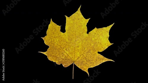 4K time lapse of a yellow-brown maple leaf gradually dehydrating, drying, curling and withering on a black background, illustrating autumn leaf senescence and natural aging.