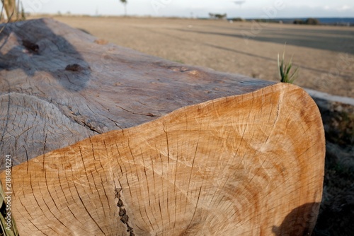 A weathered cylindrical timber log featuring a rough cross-cut end with visible annual growth rings resting on a sun-drenched barren field at sunset.