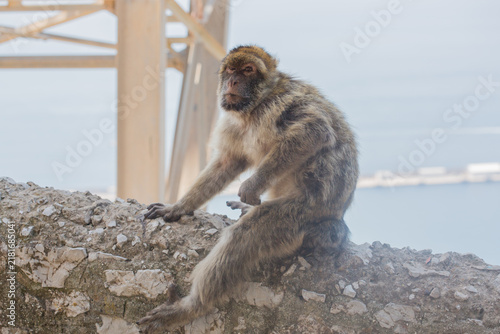 Angry looking barbary macaque monkey at Gibraltar sitting on a wall above the see