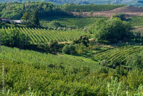 Konstfotografi Terraced vineyards and green hills in Goriška Brda wine region, western Slovenia