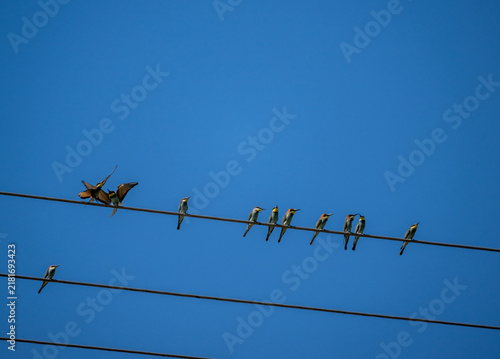 A European bee-eater hunting against the blue sky of Crete, Greece, in summer