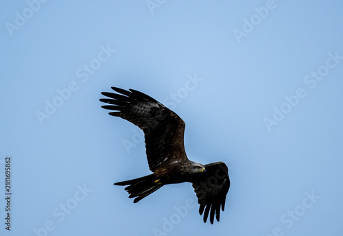 Foto A black kite in flight against the blue sky of Crete, Greece, in summer