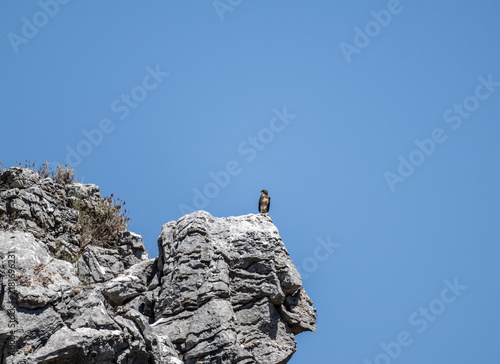 A black kite in flight against the blue sky of Crete, Greece, in summer