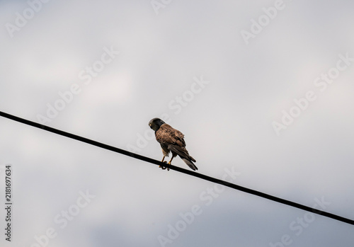A black kite in flight against the blue sky of Crete, Greece, in summer