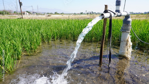 Fotografie Fresh groundwater flowing from a PVC pipe to irrigate vibrant green rice fields using an electric pump system, supporting sustainable rural agriculture, crop growth, and local water management