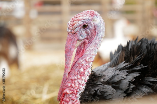 Принти на полотні Turkey standing in the foreground of a rustic farm or poultry enclosure, bare, p
