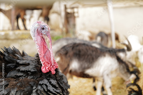 фотографія Turkey standing in the foreground of a rustic farm or poultry enclosure, bare, p