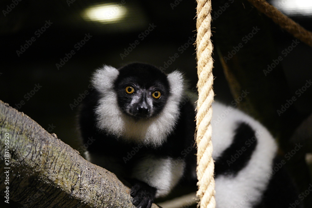 Fototapeta premium Ruffed Lemur Portrait Black and White Primate